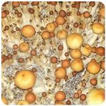 Псилоцибиновые (галлюциногенные)  грибы Psilocybin "Golden Teacher" в Ишимбае