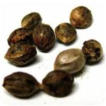 Семена марихуаны АК-47  (Seeds AK-47) в Ишимбае